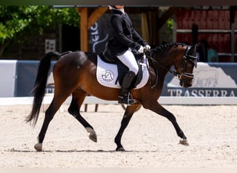 Más ponis/caballos pequeños, Caballo castrado, 17 años