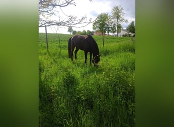 Más ponis/caballos pequeños, Caballo castrado, 18 años, 137 cm, Morcillo