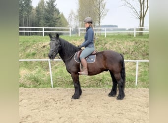 Más ponis/caballos pequeños, Caballo castrado, 18 años, 148 cm, Negro