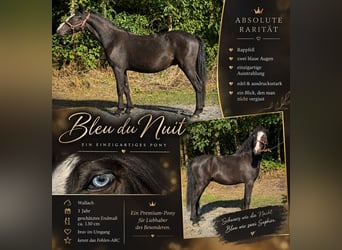 Más ponis/caballos pequeños, Caballo castrado, 1 año, 130 cm, Negro