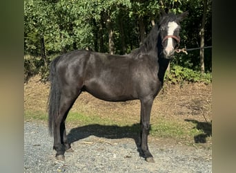 Más ponis/caballos pequeños, Caballo castrado, 1 año, 130 cm, Negro