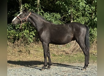 Más ponis/caballos pequeños, Caballo castrado, 1 año, 130 cm, Negro