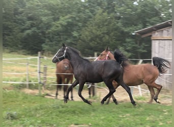 Más ponis/caballos pequeños, Caballo castrado, 1 año, 130 cm, Negro