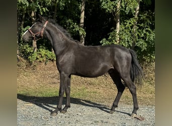 Más ponis/caballos pequeños, Caballo castrado, 1 año, 130 cm, Negro
