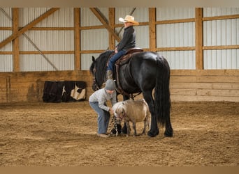Más ponis/caballos pequeños, Caballo castrado, 1 año, 66 cm
