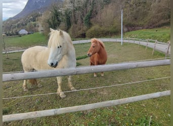 Más ponis/caballos pequeños, Caballo castrado, 22 años, 130 cm, Tordo