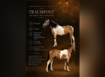 Más ponis/caballos pequeños, Caballo castrado, 2 años, 138 cm, Pío