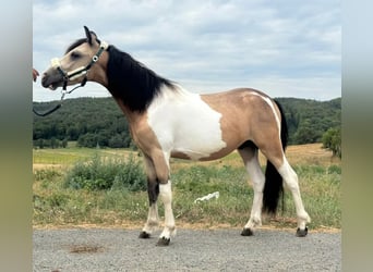 Más ponis/caballos pequeños, Caballo castrado, 2 años, 138 cm, Pío