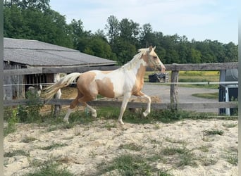 Más ponis/caballos pequeños, Caballo castrado, 2 años, 148 cm, Pío