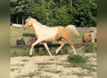 Más ponis/caballos pequeños, Caballo castrado, 2 años, 148 cm, Pío