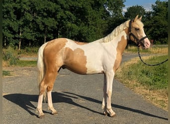 Más ponis/caballos pequeños, Caballo castrado, 2 años, 148 cm, Pío