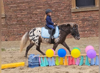 Más ponis/caballos pequeños, Caballo castrado, 3 años, 115 cm, Atigrado/Moteado