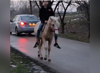 Más ponis/caballos pequeños, Caballo castrado, 3 años, 125 cm, Palomino