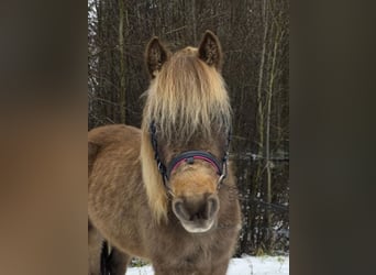 Más ponis/caballos pequeños, Caballo castrado, 3 años, 125 cm, Pío