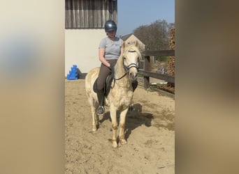 Más ponis/caballos pequeños, Caballo castrado, 3 años, 135 cm, Palomino