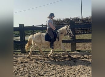 Más ponis/caballos pequeños, Caballo castrado, 3 años, 135 cm, Palomino