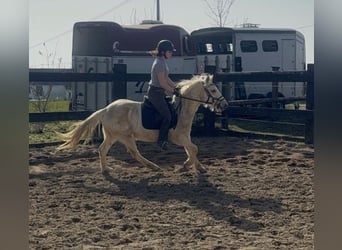 Más ponis/caballos pequeños, Caballo castrado, 3 años, 135 cm, Palomino