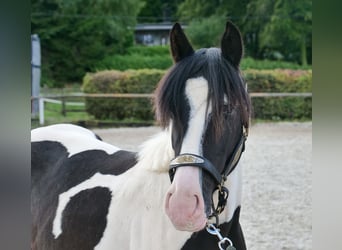 Más ponis/caballos pequeños, Caballo castrado, 3 años, 135 cm, Pío