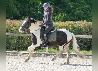 Más ponis/caballos pequeños, Caballo castrado, 3 años, 135 cm, Pío