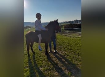 Más ponis/caballos pequeños, Caballo castrado, 3 años, 137 cm, Castaño