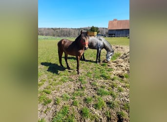 Más ponis/caballos pequeños, Caballo castrado, 3 años, 137 cm, Castaño