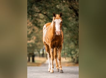 Más ponis/caballos pequeños, Caballo castrado, 3 años, 137 cm, Pío