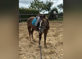 Más ponis/caballos pequeños Mestizo, Caballo castrado, 3 años, 140 cm, Alazán-tostado