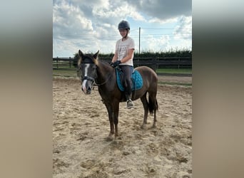 Más ponis/caballos pequeños Mestizo, Caballo castrado, 3 años, 140 cm, Alazán-tostado