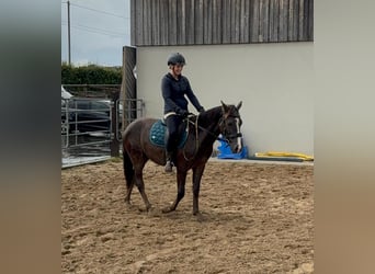 Más ponis/caballos pequeños Mestizo, Caballo castrado, 3 años, 140 cm, Alazán-tostado