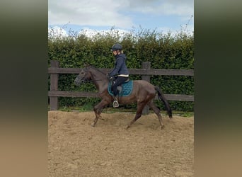 Más ponis/caballos pequeños Mestizo, Caballo castrado, 3 años, 140 cm, Alazán-tostado