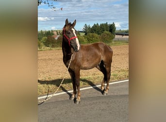 Más ponis/caballos pequeños Mestizo, Caballo castrado, 3 años, 140 cm, Alazán-tostado