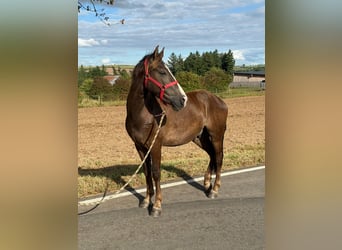Más ponis/caballos pequeños Mestizo, Caballo castrado, 3 años, 140 cm, Alazán-tostado
