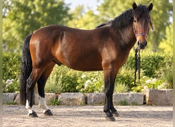 Más ponis/caballos pequeños Mestizo, Caballo castrado, 3 años, 140 cm, Castaño