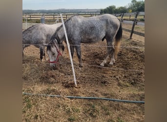 Más ponis/caballos pequeños, Caballo castrado, 3 años, 140 cm, Tordo