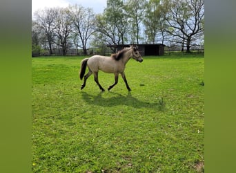 Más ponis/caballos pequeños, Caballo castrado, 3 años, 148 cm, Bayo