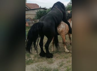Más ponis/caballos pequeños, Caballo castrado, 3 años, 155 cm, Atigrado/Moteado