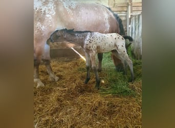 Más ponis/caballos pequeños, Caballo castrado, 3 años, 155 cm, Atigrado/Moteado