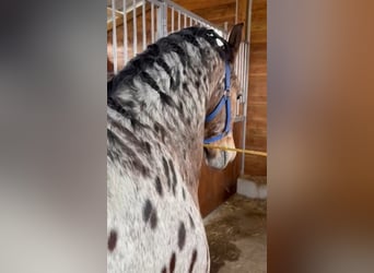 Más ponis/caballos pequeños, Caballo castrado, 3 años, 155 cm, Atigrado/Moteado