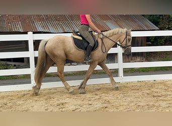 Más ponis/caballos pequeños, Caballo castrado, 3 años, 155 cm, Palomino