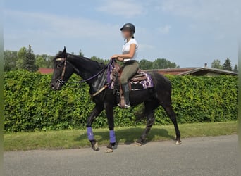 Más ponis/caballos pequeños, Caballo castrado, 3 años, 156 cm, Negro