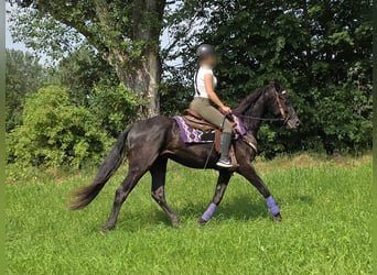 Más ponis/caballos pequeños, Caballo castrado, 3 años, 156 cm, Negro