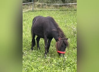 Más ponis/caballos pequeños, Caballo castrado, 3 años, 85 cm, Negro