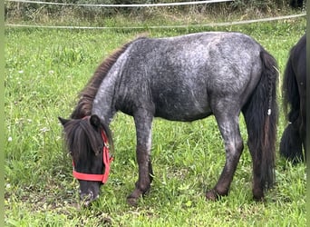Más ponis/caballos pequeños, Caballo castrado, 3 años, 85 cm, Negro