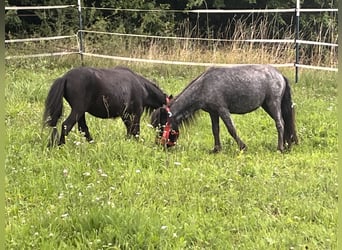 Más ponis/caballos pequeños, Caballo castrado, 3 años, 85 cm, Negro