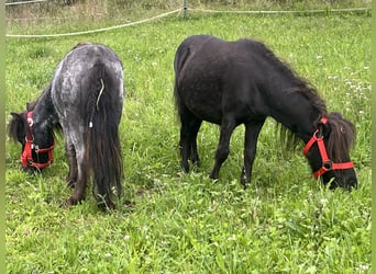 Más ponis/caballos pequeños, Caballo castrado, 3 años, 85 cm, Negro
