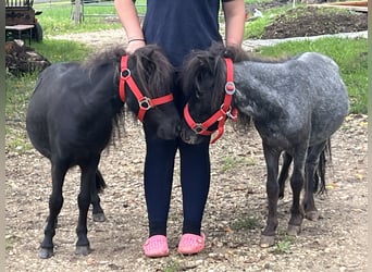 Más ponis/caballos pequeños, Caballo castrado, 3 años, 85 cm, Negro