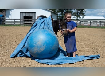 Más ponis/caballos pequeños, Caballo castrado, 3 años, 91 cm, Castaño rojizo