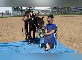 Más ponis/caballos pequeños, Caballo castrado, 3 años, 91 cm, Castaño rojizo