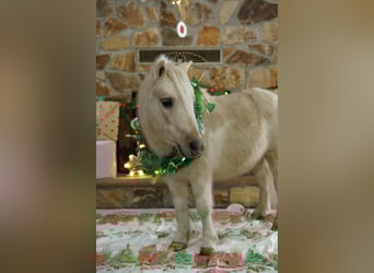Más ponis/caballos pequeños, Caballo castrado, 3 años, 94 cm, Palomino