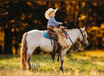 Más ponis/caballos pequeños, Caballo castrado, 4 años, 102 cm, Bayo